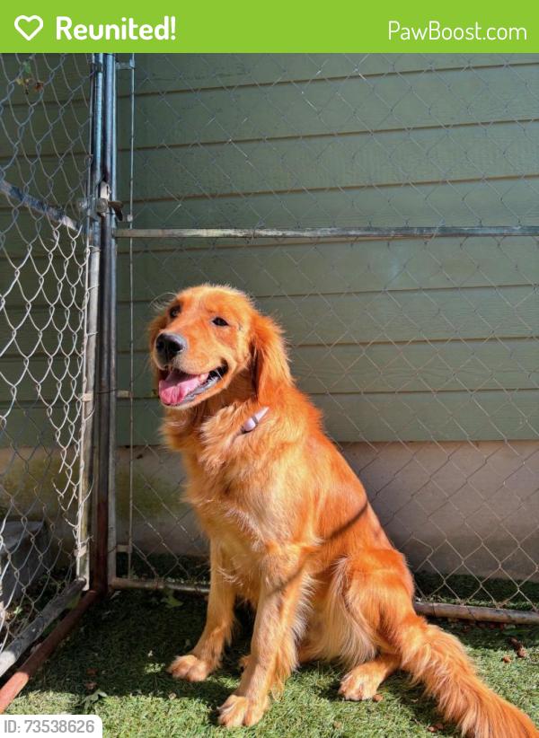 Reunited Female Dog last seen Hwy 99, Yuba City, CA 95991