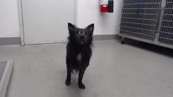Shelter Stray Male Dog last seen JERROLD X EARL, 1419 Bryant St, San Francisco, CA 94103, USA