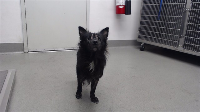 Shelter Stray Male Dog last seen JERROLD X EARL, 1419 Bryant St, San Francisco, CA 94103, USA