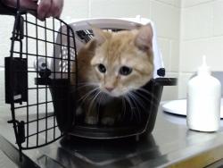 Shelter Stray Female Cat last seen Near BLOCK E JEWELL AVE, #311, DENVER, CO 80222, 1241 W Bayaud Ave, Denver, CO 80223, USA