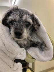 Shelter Stray Male Dog last seen DARWIN/COLVILLIE, 1950 Stevenson Blvd, Fremont, CA 94538, USA