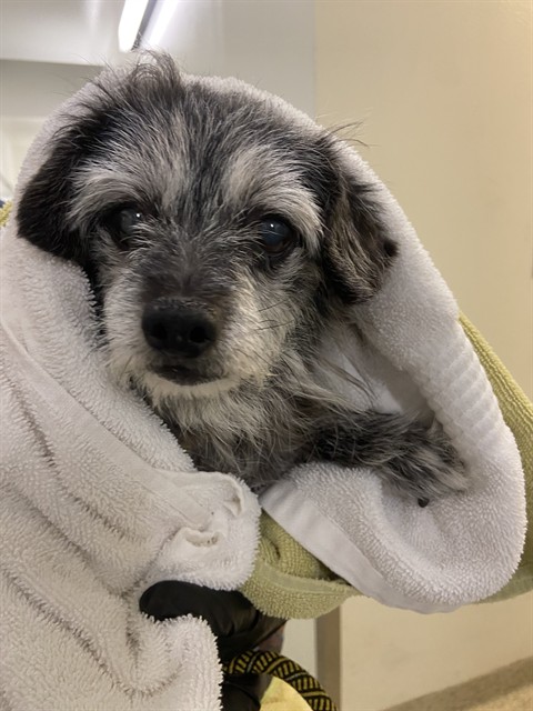 Shelter Stray Male Dog last seen DARWIN/COLVILLIE, 1950 Stevenson Blvd, Fremont, CA 94538, USA
