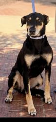 Lost Female Dog last seen Grape st, Lake Elsinore, CA 92532