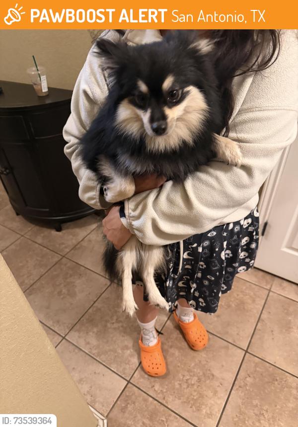Found/Stray Female Dog last seen Dove cannon, San Antonio, TX 78245