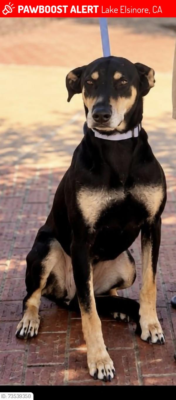 Lost Female Dog last seen Grape st, Lake Elsinore, CA 92532