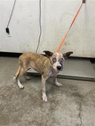 Shelter Stray Female Dog last seen Near BLOCK E GROVE AVE FRESNO CA, 5277 E Airways Blvd, Fresno, CA 93727, USA
