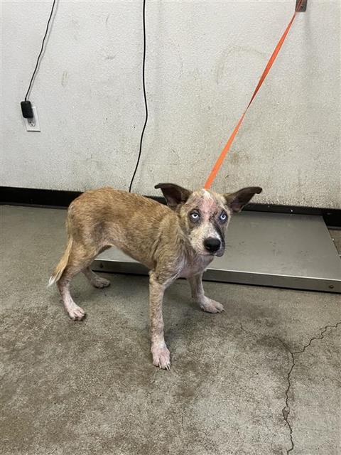 Shelter Stray Female Dog last seen Near BLOCK E GROVE AVE FRESNO CA, 5277 E Airways Blvd, Fresno, CA 93727, USA