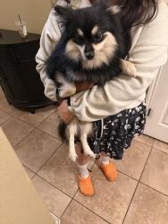 Found/Stray Female Dog last seen Dove cannon, San Antonio, TX 78245