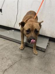 Shelter Stray Male Dog last seen Near BLOCK E GROVE AVE FRESNO CA, 5277 E Airways Blvd, Fresno, CA 93727, USA