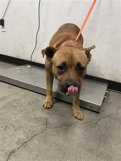 Shelter Stray Male Dog last seen Near BLOCK E GROVE AVE FRESNO CA, 5277 E Airways Blvd, Fresno, CA 93727, USA