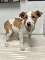 Shelter Stray Female Dog last seen Near BLOCK MAGNOLIA AVE, WASCO CA 93280, 3951 Fruitvale Ave, Bakersfield, CA 93308, USA