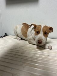 Shelter Stray Unknown Dog last seen Near BLOCK MAGNOLIA AVE, WASCO CA 93280, 3951 Fruitvale Ave, Bakersfield, CA 93308, USA