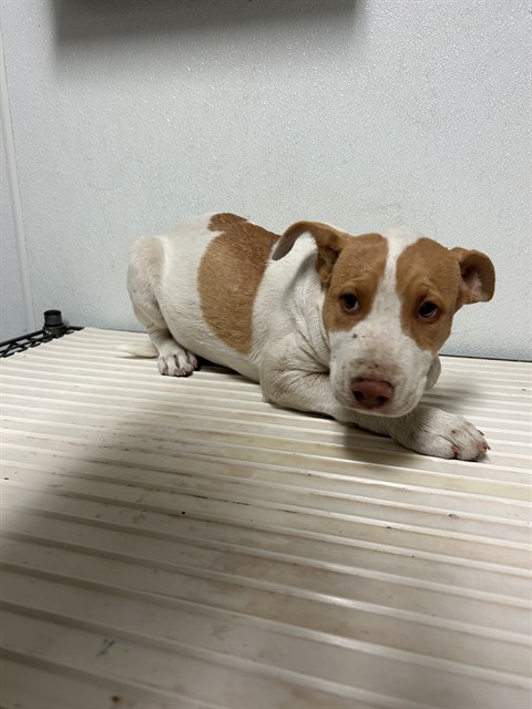 Shelter Stray Unknown Dog last seen Near BLOCK MAGNOLIA AVE, WASCO CA 93280, 3951 Fruitvale Ave, Bakersfield, CA 93308, USA