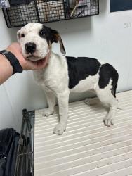 Shelter Stray Female Dog last seen Near BLOCK MAGNOLIA AVE, WASCO CA 93280, 3951 Fruitvale Ave, Bakersfield, CA 93308, USA