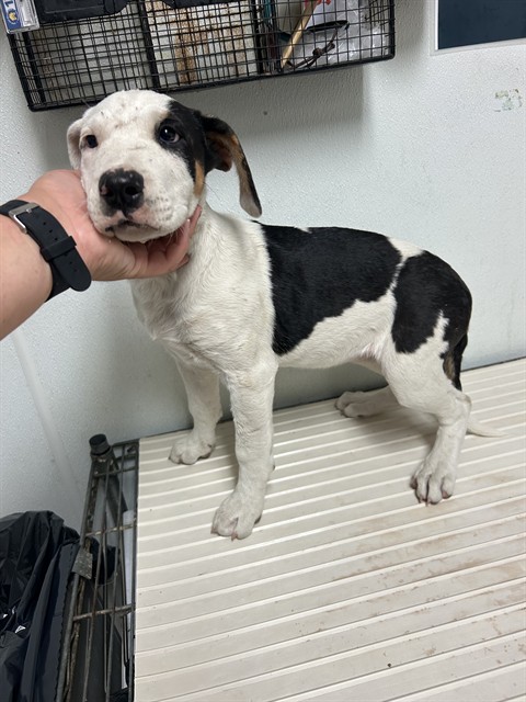 Shelter Stray Female Dog last seen Near BLOCK MAGNOLIA AVE, WASCO CA 93280, 3951 Fruitvale Ave, Bakersfield, CA 93308, USA