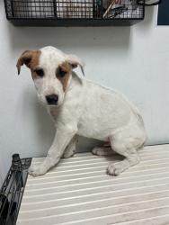 Shelter Stray Male Dog last seen Near BLOCK MAGNOLIA AVE, WASCO CA 93280, 3951 Fruitvale Ave, Bakersfield, CA 93308, USA
