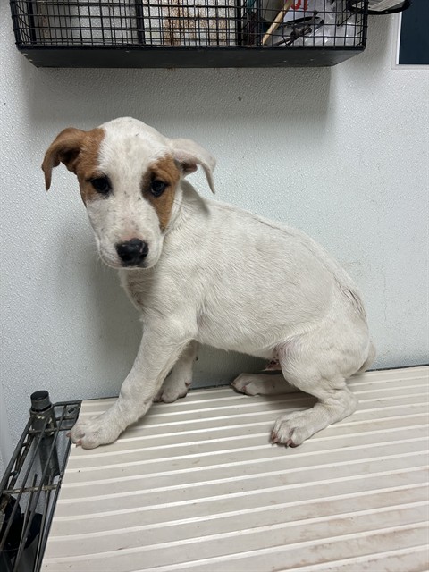 Shelter Stray Male Dog last seen Near BLOCK MAGNOLIA AVE, WASCO CA 93280, 3951 Fruitvale Ave, Bakersfield, CA 93308, USA
