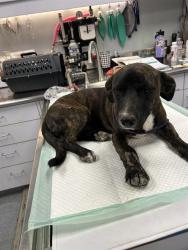 Shelter Stray Male Dog last seen Near BRANDT RD, BUTTONWILLOW CA 93206, 3951 Fruitvale Ave, Bakersfield, CA 93308, USA