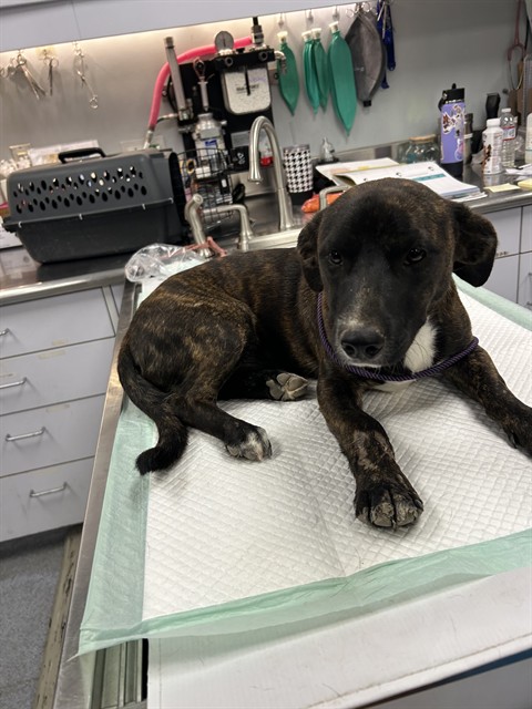 Shelter Stray Male Dog last seen Near BRANDT RD, BUTTONWILLOW CA 93206, 3951 Fruitvale Ave, Bakersfield, CA 93308, USA