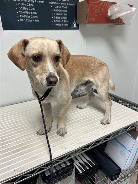 Shelter Stray Male Dog last seen Near BLOCK 58 HWY, BUTTONWILLOW CA 93206, 3951 Fruitvale Ave, Bakersfield, CA 93308, USA