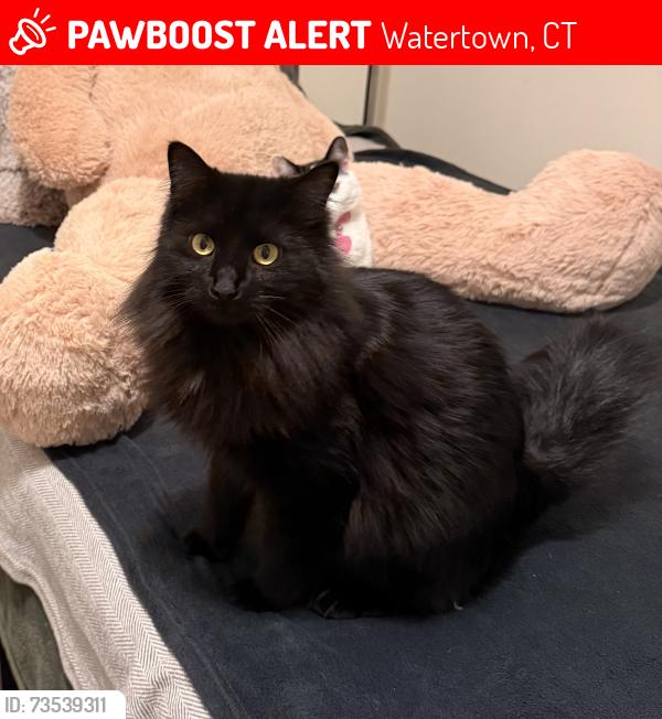 Lost Female Cat last seen Merrimac St, Watertown, CT 06779