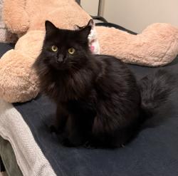 Lost Female Cat last seen Merrimac St, Watertown, CT 06779