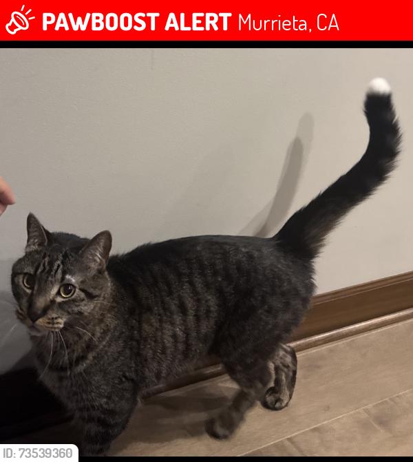 Lost Male Cat last seen Via Mira mosa street, Murrieta, CA 92563