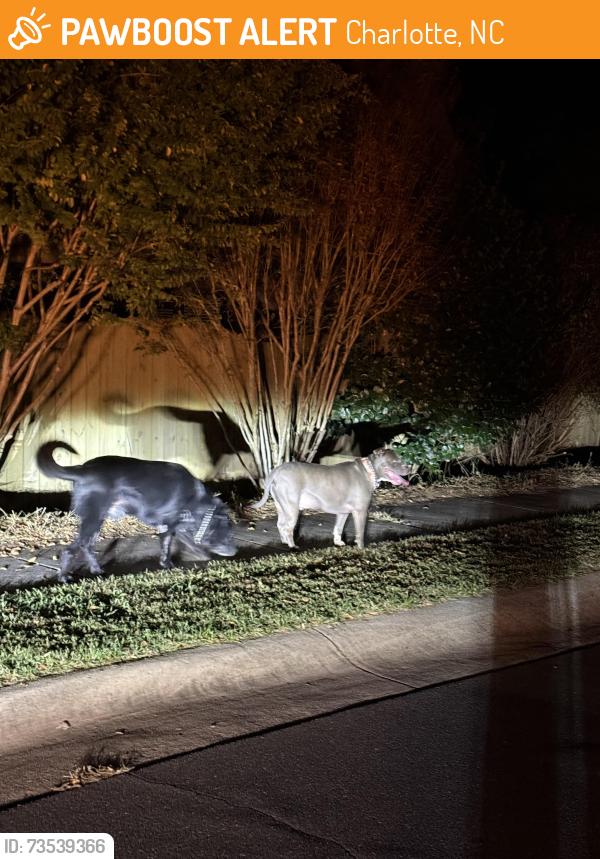 Found/Stray Unknown Dog last seen Intersection of colony and summerlin pl, Charlotte, NC 28226