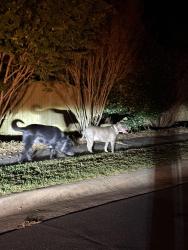 Found/Stray Unknown Dog last seen Intersection of colony and summerlin pl, Charlotte, NC 28226