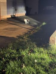 Found/Stray Female Cat last seen Across from care for all ages on 9th, Green Bay, WI 54304
