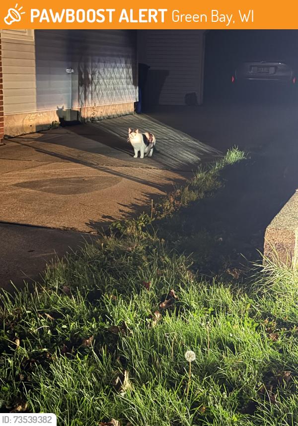 Found/Stray Female Cat last seen Across from care for all ages on 9th, Green Bay, WI 54304