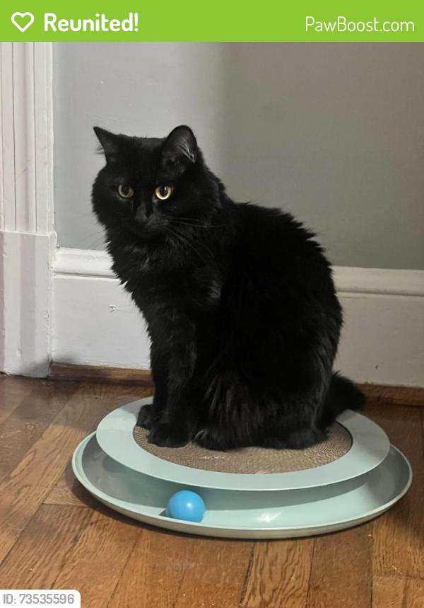 Reunited Female Cat last seen Nelly Custis, Arlington, VA 22207