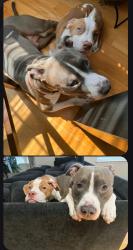 Lost Female Dog last seen Freedom way, Newport News, VA 23602