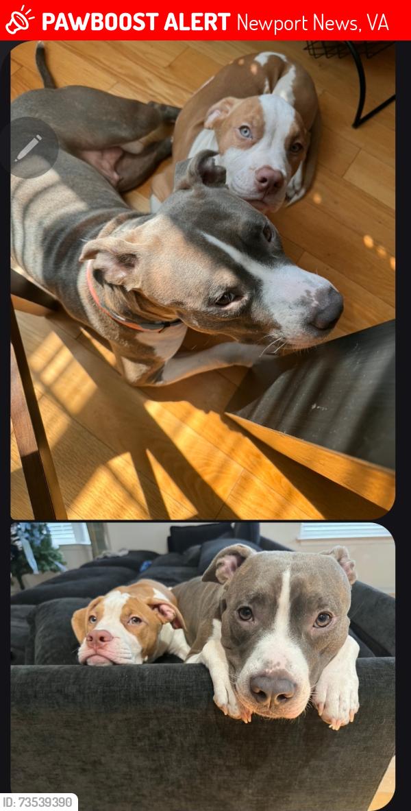 Lost Female Dog last seen Freedom way, Newport News, VA 23602