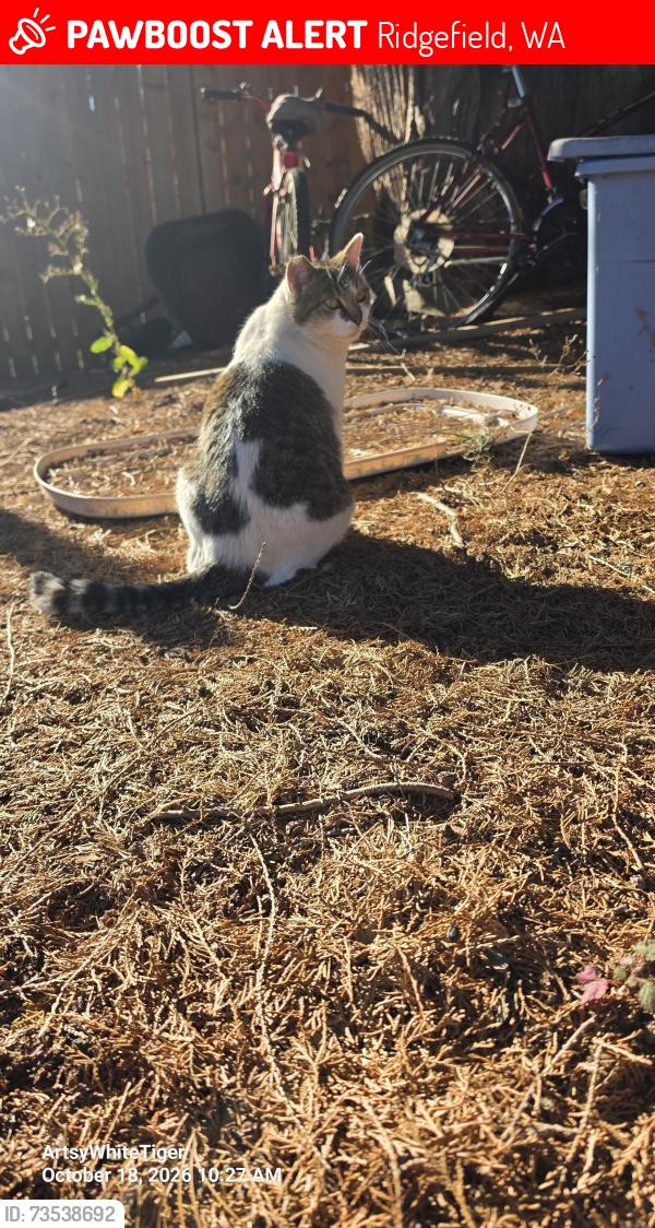 Lost Female Cat last seen Division St, Mill St, Union Ridge Elementary School, Ridgefield, WA 98642