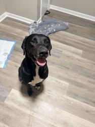 Reunited Male Dog last seen Tise avenue, Winston-Salem, NC 27105