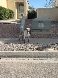 Lost Female Dog last seen Colinas del notre elementary school, Rio Rancho, NM 87144