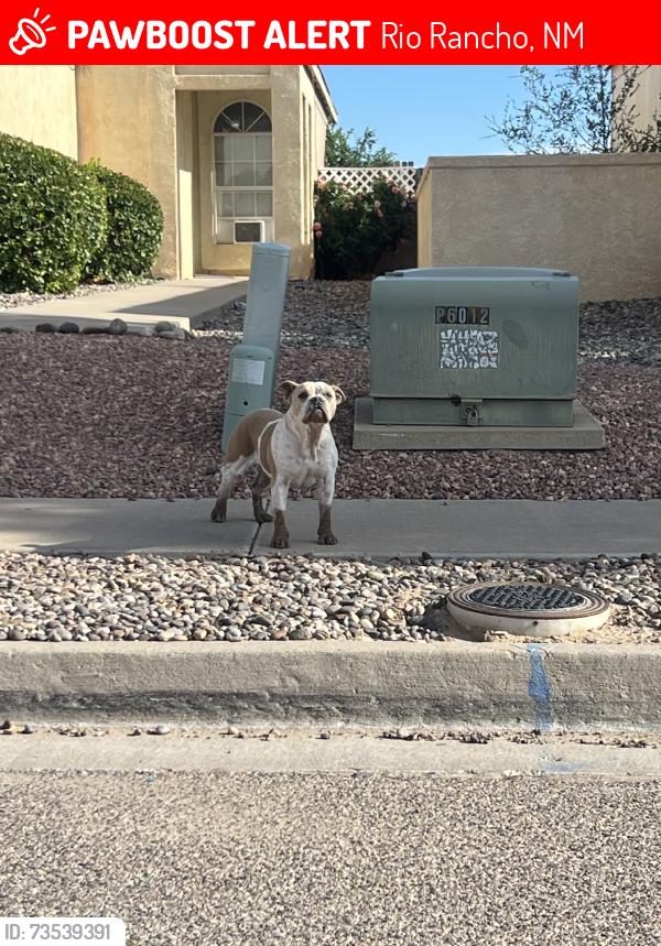 Lost Female Dog last seen Colinas del notre elementary school, Rio Rancho, NM 87144