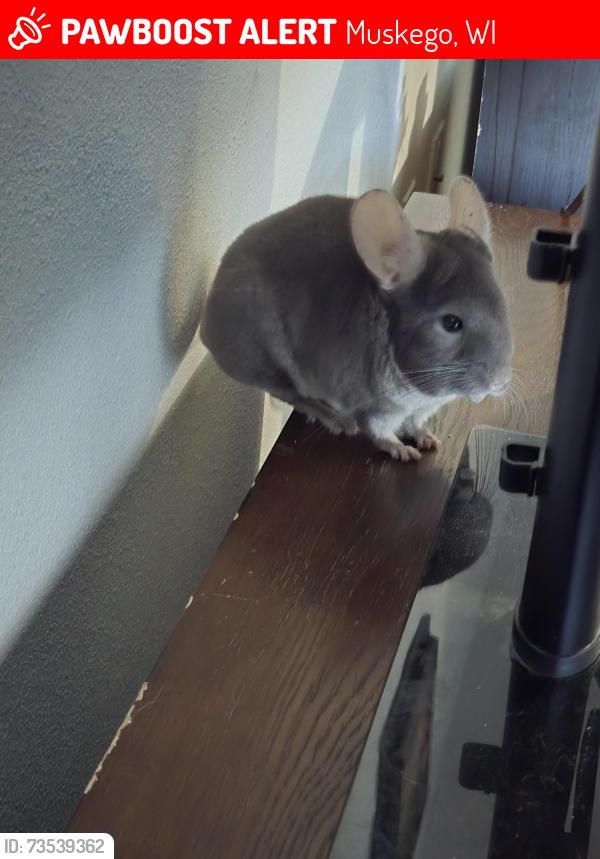 Lost Male Other last seen W176S6956 Lake St Muskego 53150, Muskego, WI 53150