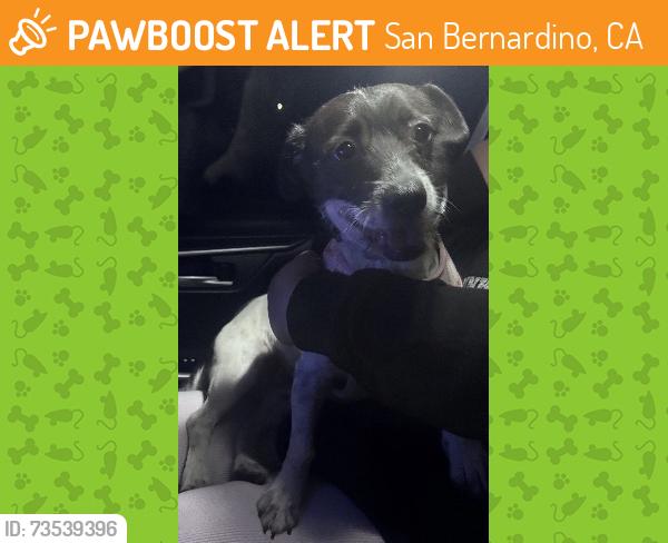 Found/Stray Female Dog last seen Sierra way and 48th st, San Bernardino, CA 92401