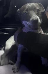 Found/Stray Female Dog last seen Sierra way and 48th st, San Bernardino, CA 92401