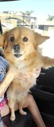 Reunited Male Dog last seen Reservoir and Curtis, Norco, CA 92860