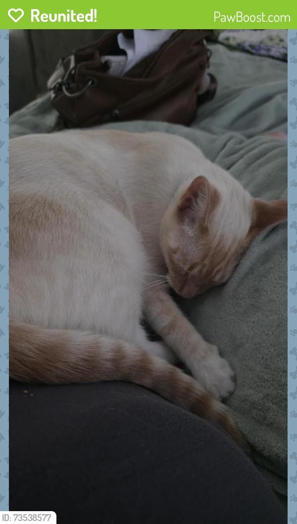 Reunited Male Cat last seen Ashton Rd & Little Kelly Rd, Rocky Point, NC 28457