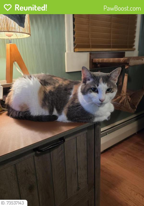 Reunited Female Cat last seen Stage Coach Rd, Bristol CT, Bristol, CT 06010