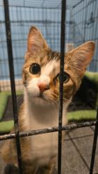 Found/Stray Female Cat last seen South Gold Street, Centralia, WA 98531
