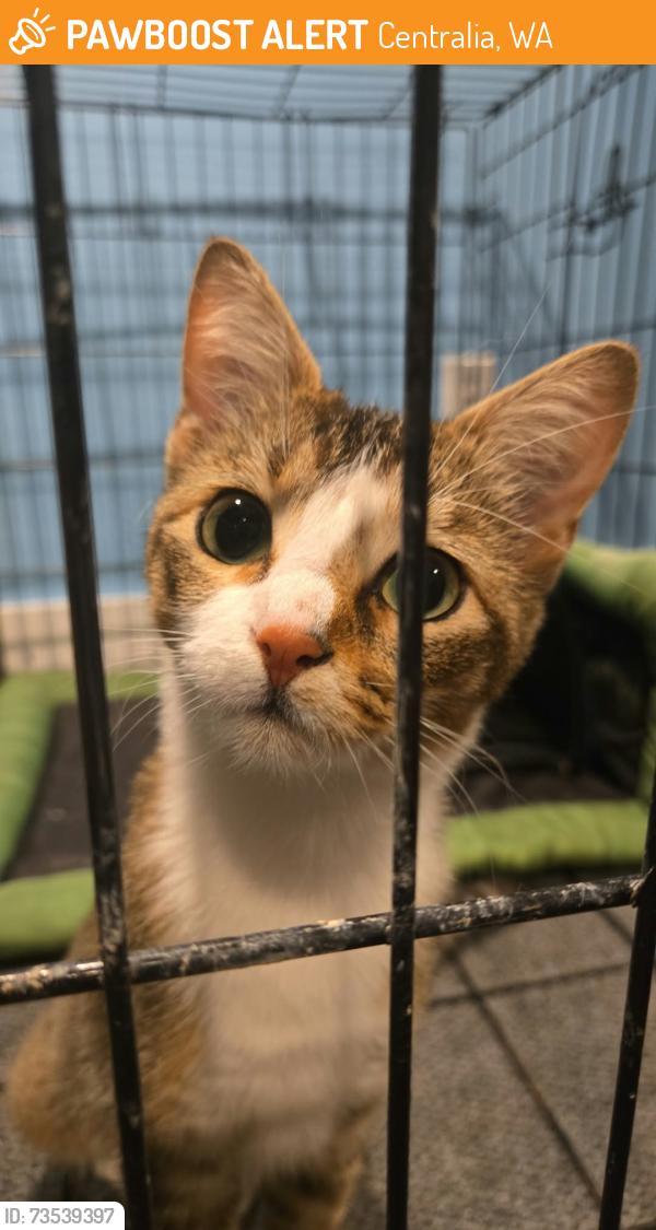 Found/Stray Female Cat last seen South Gold Street, Centralia, WA 98531
