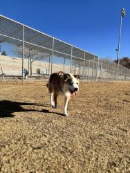 Lost Female Dog last seen Arnona rd, Las Vegas, NV 89030