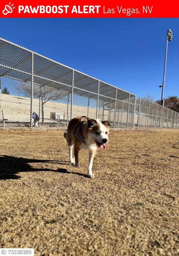 Lost Female Dog last seen Arnona rd, Las Vegas, NV 89030