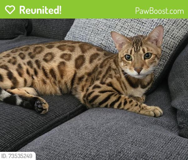 Reunited Male Cat last seen Southgate, Fullerton, CA 92832