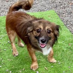 Shelter Stray Male Dog last seen Dumped at OAS front gate, Oakland,, 1101 29th Ave, Oakland, CA 94601, USA